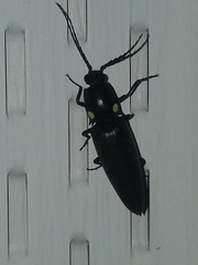 Ignelater havaniensis