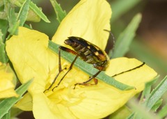 Typocerus octonotatus