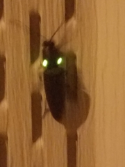 Ignelater havaniensis