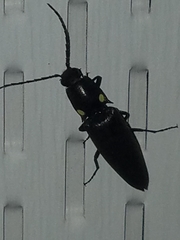 Ignelater havaniensis