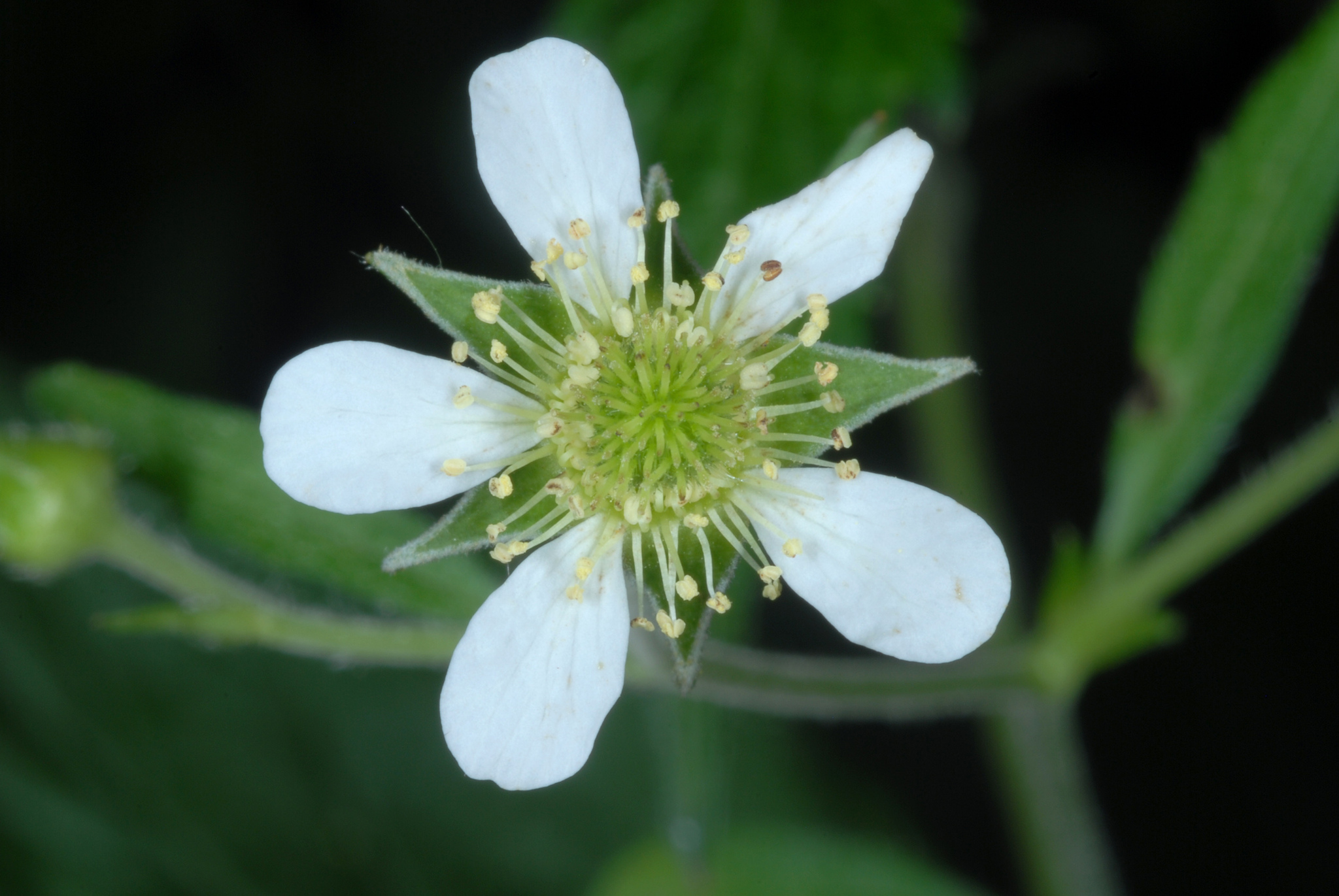 Geum canadense