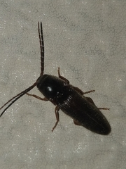 Dipropus simplex
