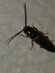 Dipropus simplex