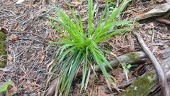 Carex backii
