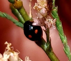 Coccinellidae