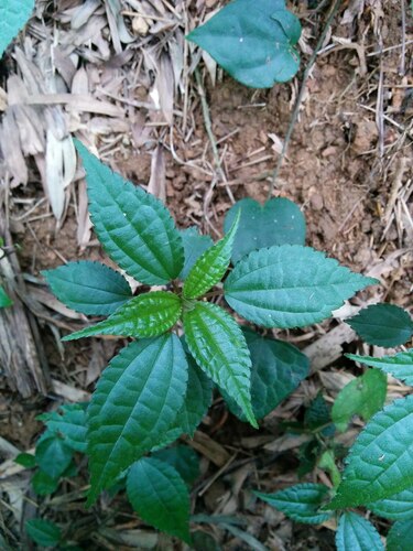 Pilea notata iNat (2)