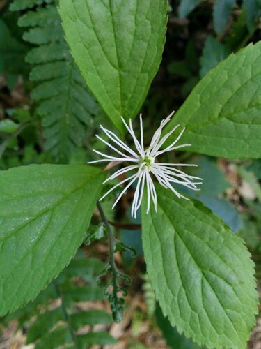 Chloranthus fortunei, photograph 1