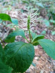 Chloranthus fortunei, photograph (c) Jiao Sun (孙娇), some rights reserved (CC BY)