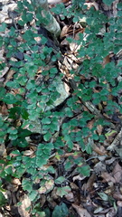 Adiantum andicola
