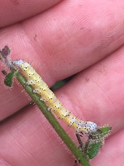 Sympistis perscripta