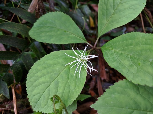 Maiden chloranthus (Chloranthus fortunei)