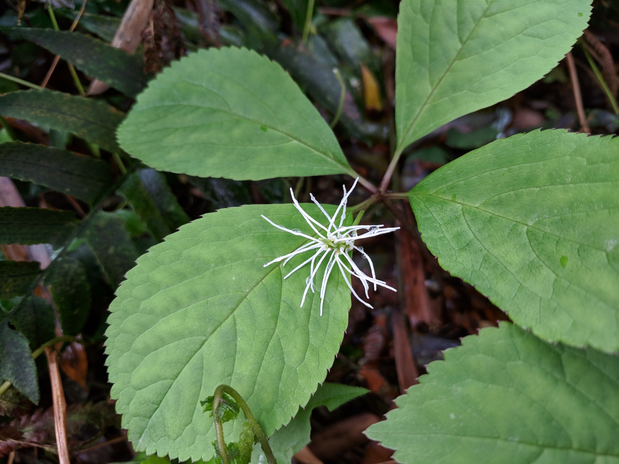 Maiden Chloranthus (Chloranthus fortunei)