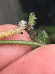 Sympistis perscripta