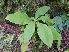 Brachyglottis hectorii