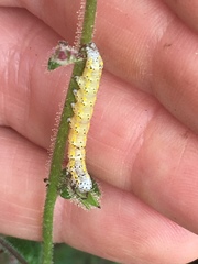 Sympistis perscripta