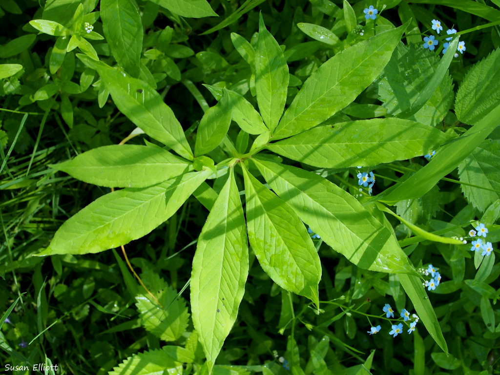 green dragon