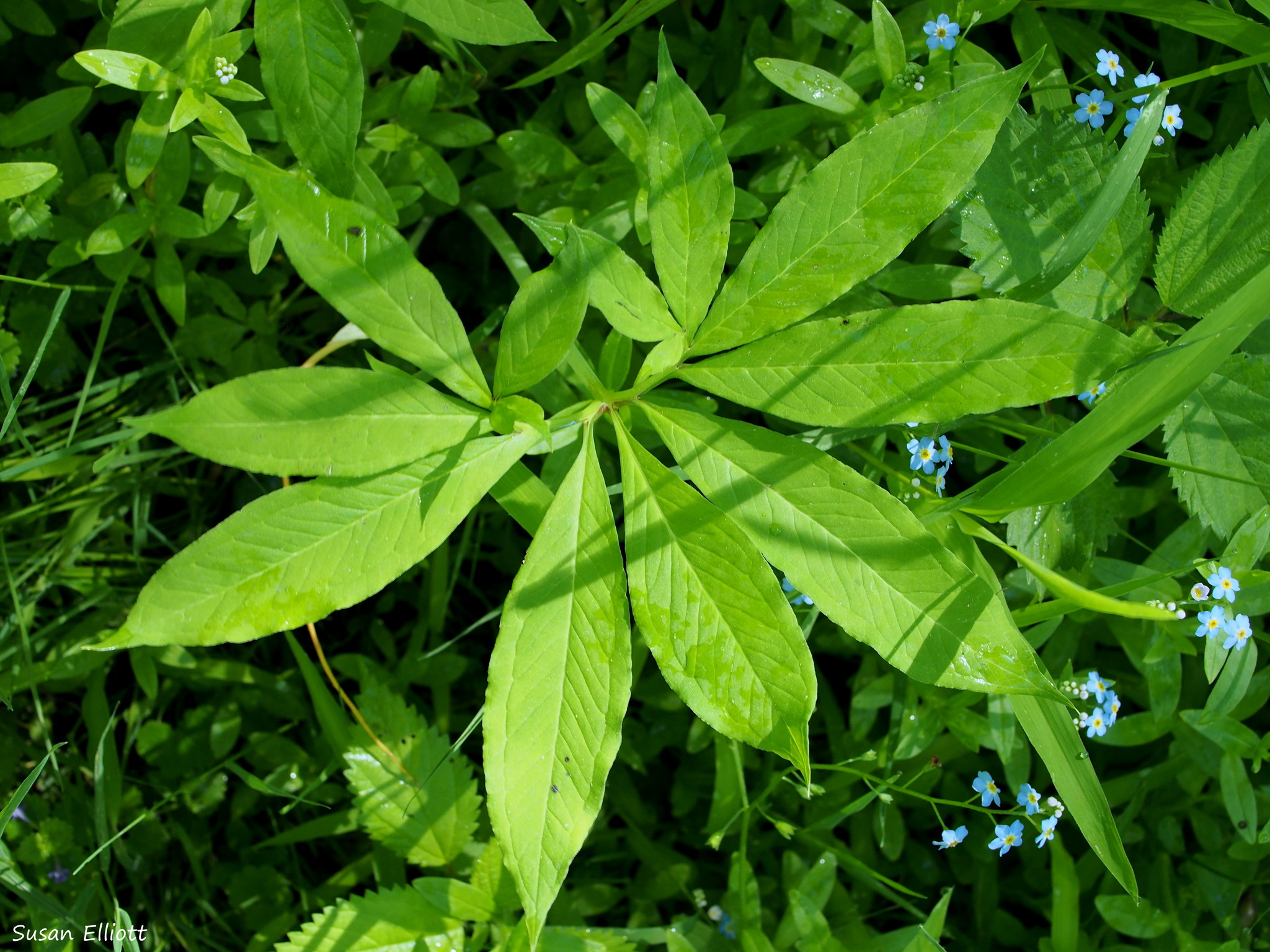 Arisaema dracontium
