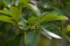 Semialarium mexicanum