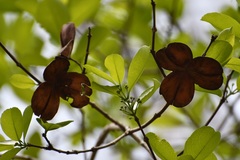 Semialarium mexicanum