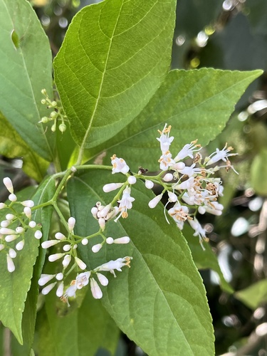 Callicarpa japonica iNat (3)