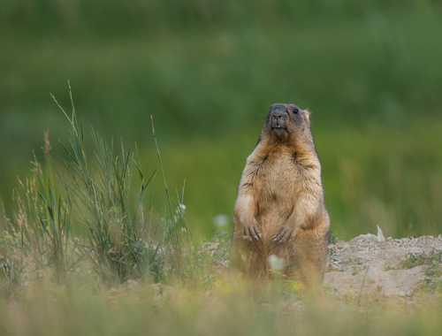 Bobak Marmot, Сеченовский р-н, Нижегородская обл., Россия, photo 7 of 10