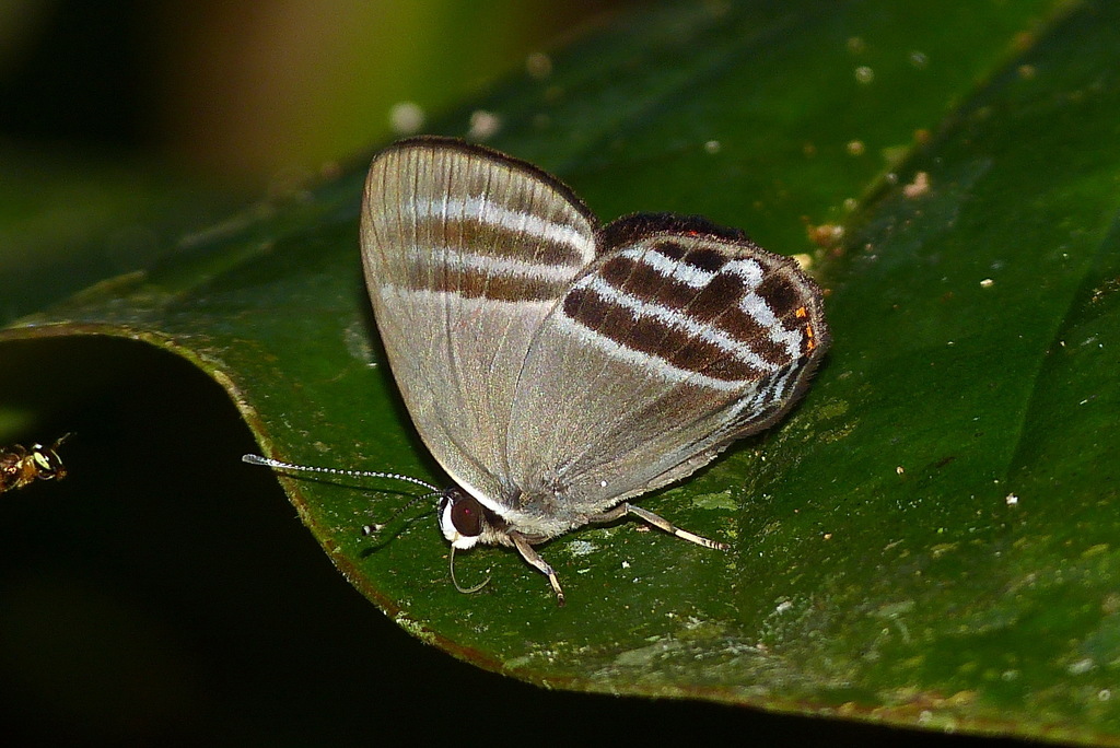 Euselasia erythraea
