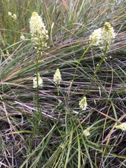 Toxicoscordion venenosum