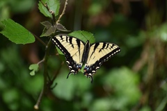 Papilio glaucus