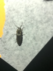 Deilelater physoderus