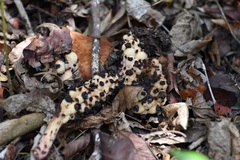 Bdallophytum oxylepis