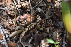 Bdallophytum oxylepis