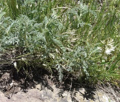 Astragalus drummondii