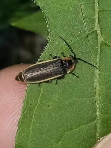 Double Cousin Firefly photo 4