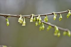 Erythroxylum guatemalense