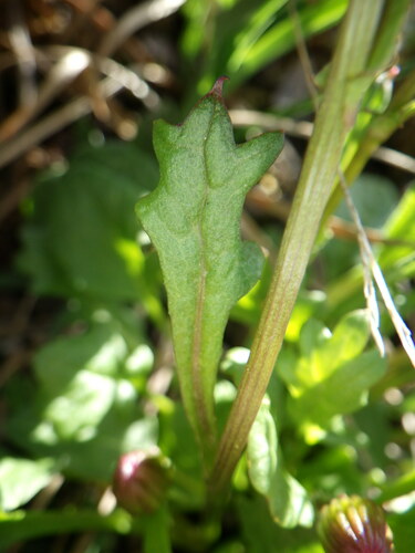 Image of Packera heterophylla by no rights reserved