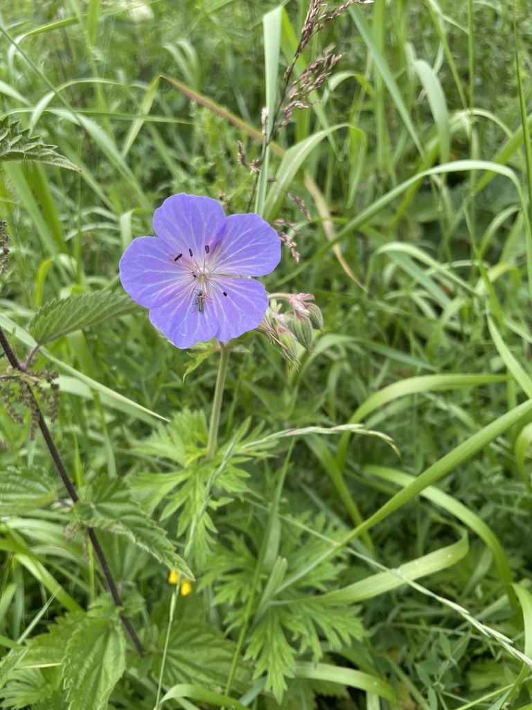 Meadow Crane's-bill from Fulford, York, England, GB on July 2, 2024 at ...