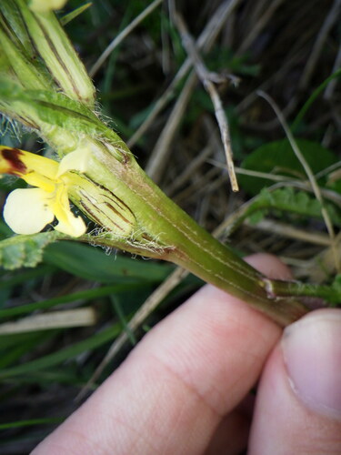 Image of Pedicularis oederi by no rights reserved
