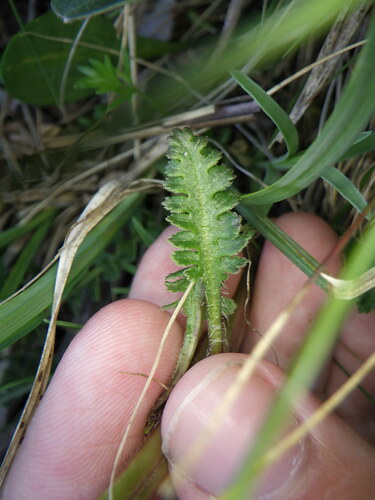 Image of Pedicularis oederi by no rights reserved