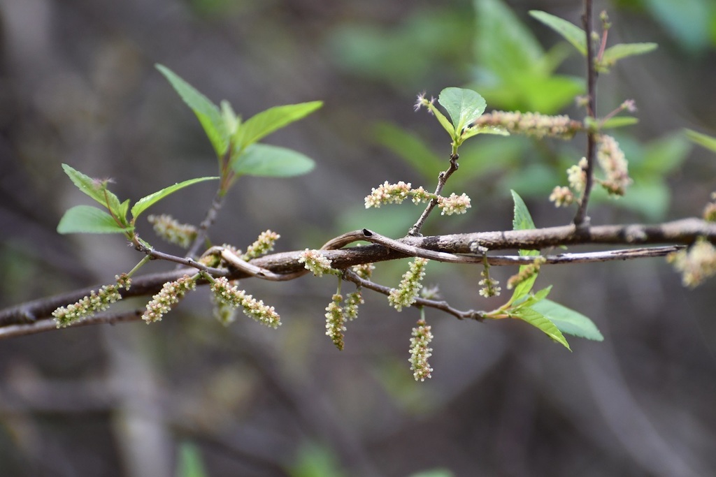 Acalypha leptopoda