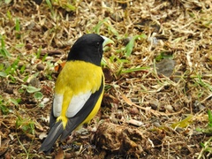 Coccothraustes abeillei
