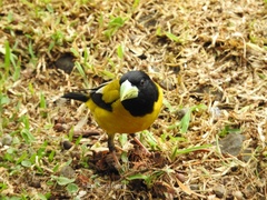 Coccothraustes abeillei
