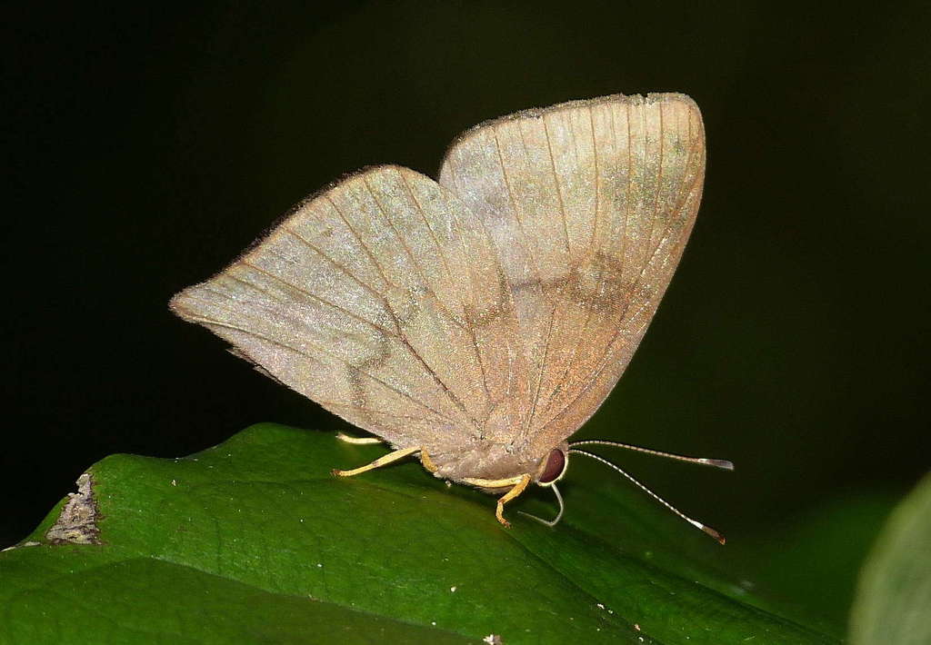 Eugelasia eugeon