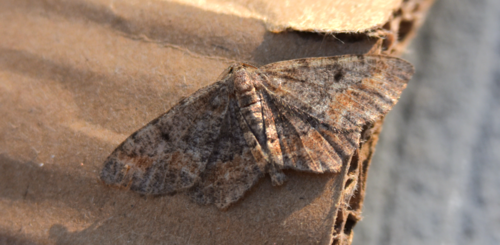 One-spotted Variant photo 4