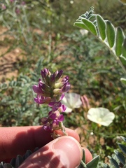 Astragalus brauntonii