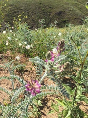 Astragalus brauntonii