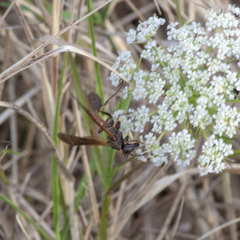 Mischocyttarus drewseni