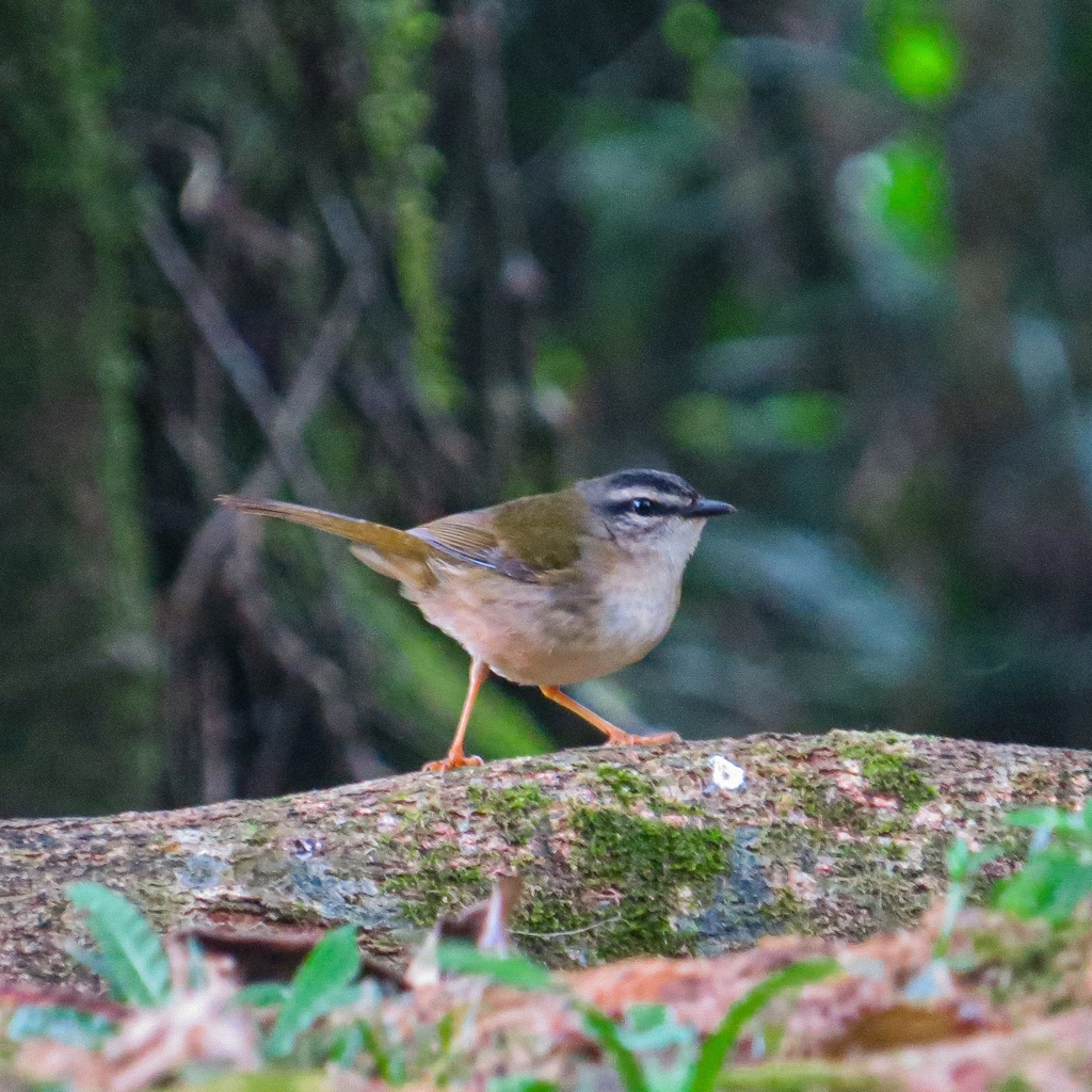 Riverbank Warbler