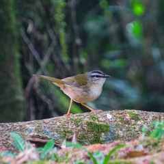 Riverbank Warbler photo 1