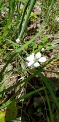 Fragaria × ananassa