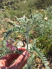 Astragalus brauntonii